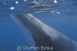 Minke Whale Close Up by Steffen Binke 